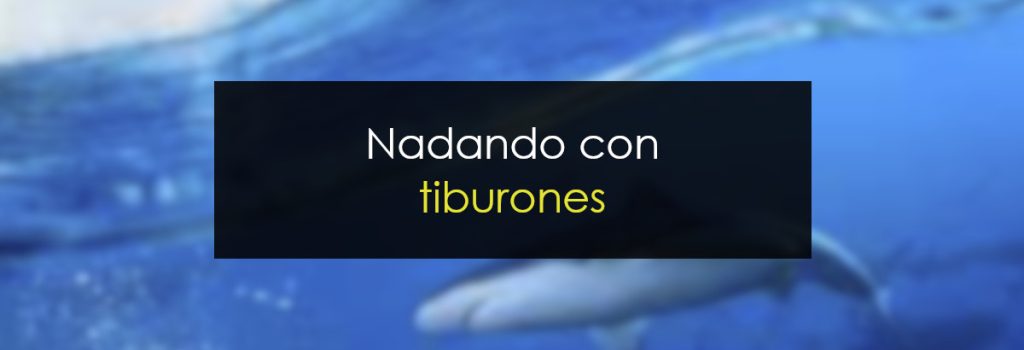 Nadando con tiburones